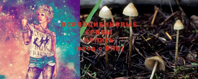 Псилоцибиновые грибы Cubensis  Алзамай 